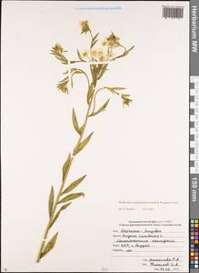 Erigeron annuus (L.) Pers., Caucasus, Stavropol Krai, Karachay-Cherkessia & Kabardino-Balkaria (K1b) (Russia)