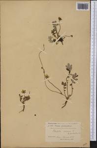 Argentina anserina subsp. anserina, America (AMER) (Greenland)