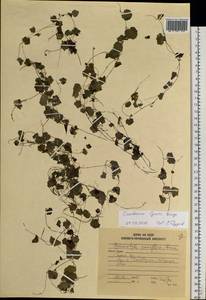 Cardamine lyrata Bunge, Siberia, Russian Far East (S6) (Russia)