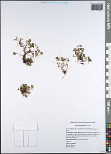 Salix turczaninowii Lacksch., Siberia, Yakutia (S5) (Russia)