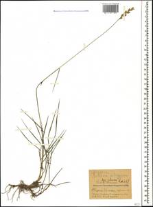 Thinopyrum intermedium (Host) Barkworth & D.R.Dewey, Caucasus, Stavropol Krai, Karachay-Cherkessia & Kabardino-Balkaria (K1b) (Russia)