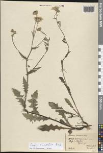 Crepis foetida subsp. rhoeadifolia (M.Bieb.) Čelak., Eastern Europe, Moldova (E13a) (Moldova)