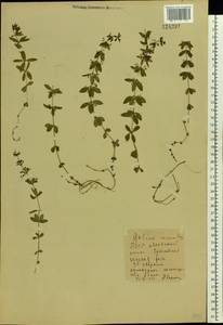 Cruciata glabra (L.) Opiz, Eastern Europe, Belarus (E3a) (Belarus)