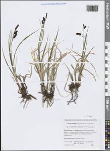 Carex laxa Wahlenb., Siberia, Yakutia (S5) (Russia)