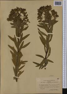 Euphorbia ceratocarpa Ten., Western Europe (EUR) (Italy)
