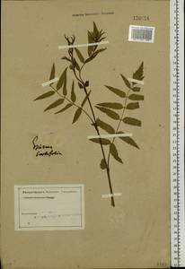 Sorbaria sorbifolia (L.) A. Braun, Siberia, Altai & Sayany Mountains (S2) (Russia)