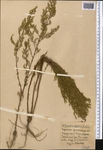 Artemisia scoparia Waldst. & Kit., Middle Asia, Northern & Central Kazakhstan (M10) (Kazakhstan)