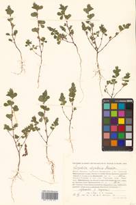 Kummerowia stipulacea (Maxim.) Makino, Siberia, Russian Far East (S6) (Russia)