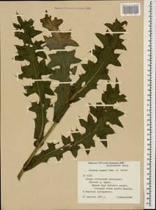 Lophiolepis horrida (Adams) Bures, Del Guacchio, Iamonico & P. Caputo, Caucasus, North Ossetia, Ingushetia & Chechnya (K1c) (Russia)