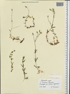 Cerastium alpinum L., Eastern Europe, Northern region (E1) (Russia)