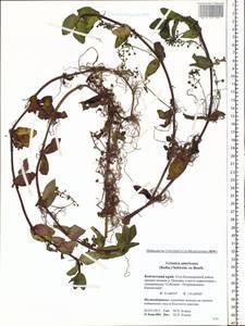 Veronica americana (Raf.) Schwein. ex Benth., Siberia, Chukotka & Kamchatka (S7) (Russia)