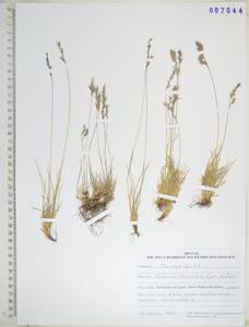 KHA7044, Festuca auriculata Drobow, Siberia, Russian Far East (S6) (Russia)
