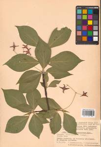 Euonymus macropterus Rupr., Siberia, Russian Far East (S6) (Russia)