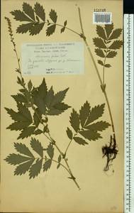 Agrimonia pilosa Ledeb., Eastern Europe, Central forest-and-steppe region (E6) (Russia)