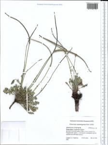 Glaucium squamigerum Kar. & Kir., Middle Asia, Pamir & Pamiro-Alai (M2) (Kyrgyzstan)