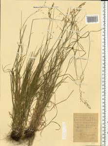 Poa, Eastern Europe, Central forest-and-steppe region (E6) (Russia)
