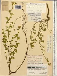 Medicago sativa subsp. glomerata (Balb.) Rouy, Caucasus, North Ossetia, Ingushetia & Chechnya (K1c) (Russia)