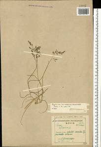Poa arctica R.Br., Eastern Europe, Northern region (E1) (Russia)