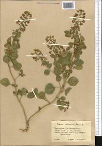 Cleome coluteoides Boiss., Middle Asia, Kopet Dag, Badkhyz, Small & Great Balkhan (M1) (Turkmenistan)