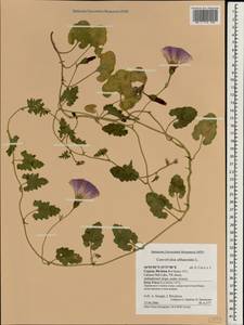Convolvulus althaeoides L., South Asia, South Asia (Asia outside ex-Soviet states and Mongolia) (ASIA) (Cyprus)