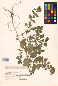 MHA 0 158 278, Mentha arvensis L., Eastern Europe, Rostov Oblast (E12a) (Russia)