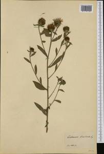 Centaurea jacea subsp. gaudinii (Boiss. & Reut.) Gremli, Western Europe (EUR) (Not classified)
