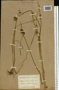 Allium oleraceum L., Eastern Europe, Central forest-and-steppe region (E6) (Russia)