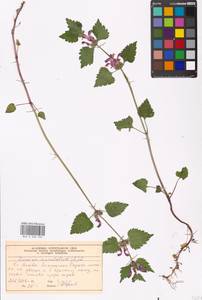 Lamium maculatum (L.) L., Eastern Europe, Moscow region (E4a) (Russia)