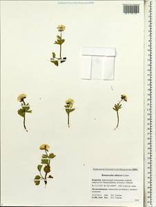 Ranunculus altaicus Laxm., Siberia, Baikal & Transbaikal region (S4) (Russia)