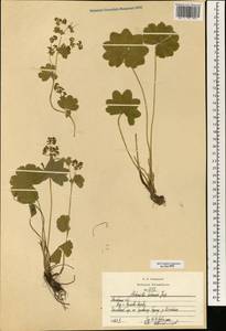 Alchemilla hebescens Juz., Eastern Europe, Moscow region (E4a) (Russia)