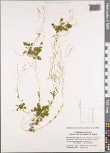 Arabidopsis lyrata subsp. kamchatica (Fisch. ex DC.) O'Kane & Al-Shehbaz, Siberia, Chukotka & Kamchatka (S7) (Russia)