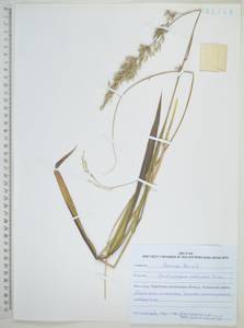 Spodiopogon sibiricus Trin., Siberia, Russian Far East (S6) (Russia)