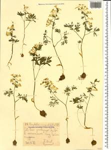 Corydalis angustifolia (M. Bieb.) DC., Caucasus, North Ossetia, Ingushetia & Chechnya (K1c) (Russia)