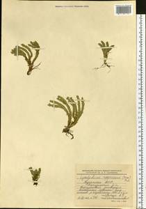 Huperzia selago subsp. appressa (La Pylaie ex Desv.) D. Löve, Siberia, Baikal & Transbaikal region (S4) (Russia)