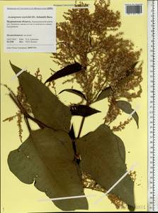 Koenigia weyrichii (F. Schmidt) T. M. Schust. & Reveal, Eastern Europe, Northern region (E1) (Russia)