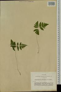 Gymnocarpium dryopteris (L.) Newman, Siberia, Altai & Sayany Mountains (S2) (Russia)