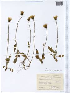 Hieracium derivatum Norrl., Eastern Europe, Northern region (E1) (Russia)