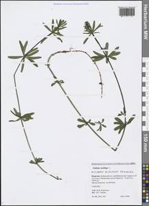 Galium mollugo L., Siberia, Baikal & Transbaikal region (S4) (Russia)