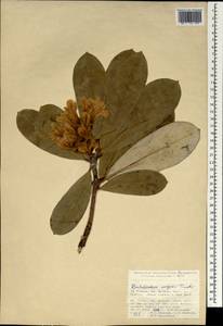 Rhododendron ungernii Trautv., South Asia, South Asia (Asia outside ex-Soviet states and Mongolia) (ASIA) (Turkey)
