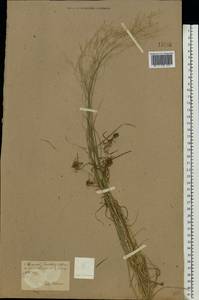 Agrostis, Eastern Europe, North Ukrainian region (E11) (Ukraine)