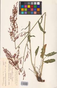 Rumex thyrsiflorus Fingerh., Eastern Europe, Central region (E4) (Russia)