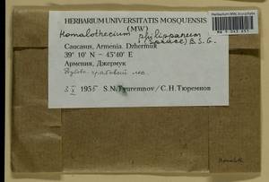 Homalothecium philippeanum (Spruce) Schimp., Bryophytes, Bryophytes - Transcaucasia (B13) (Armenia)