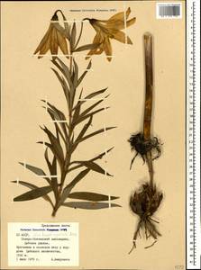 Lilium kesselringianum Miscz., Caucasus, North Ossetia, Ingushetia & Chechnya (K1c) (Russia)