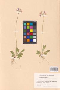 Primula farinosa L., Western Europe (EUR) (Aland)