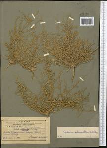 Caroxylon scleranthum (C. A. Mey.) Akhani & Roalson, Middle Asia, Pamir & Pamiro-Alai (M2) (Tajikistan)