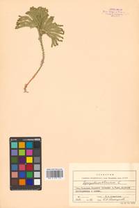 Dendrolycopodium obscurum (L.) A. Haines, Siberia, Russian Far East (S6) (Russia)