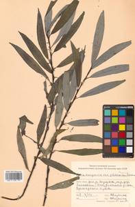 Salix kangensis Nakai, Siberia, Russian Far East (S6) (Russia)