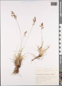 Deschampsia koelerioides Regel, Siberia, Altai & Sayany Mountains (S2) (Russia)