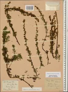 Artemisia chamaemelifolia Vill., Caucasus, Armenia (K5) (Armenia)