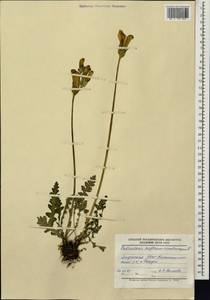 Pedicularis sceptrum-carolinum L., Siberia, Yakutia (S5) (Russia)